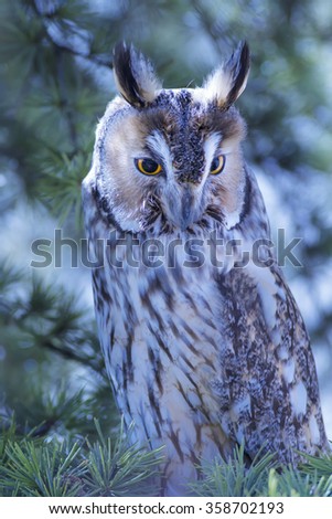 Similar – Foto Bild Kauz Porträt Natur Tier