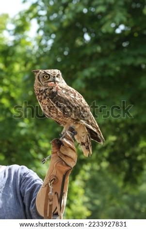 Owl with raw meat in the beak on the leather glove of a female falconer against a green nature background, hunting bird during training, copy space, selected focus