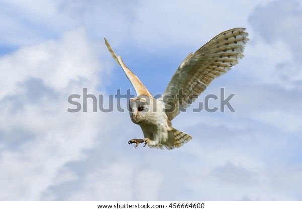 Owl Ready Pounce Hunting Barn Owl Stock Photo Edit Now 456664600