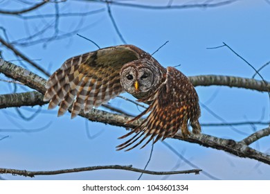 Owl In Shawnee National Forest, Illinois