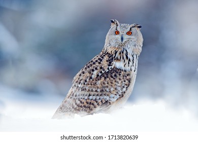 Owl From Siberia, Russia. Bird With Snow, Col Winter.