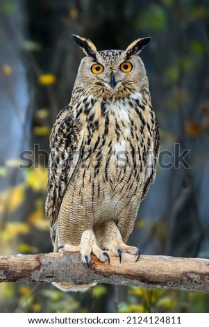 Owl sit in a branch tree and looking on the the camera on forest