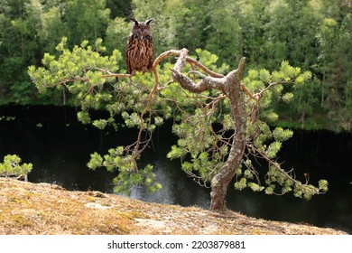 An Owl Sits On A Branch Of A Small Pine Tree