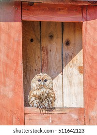 Owl sits in its red nesting box