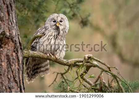 Owl sitting on a coniferous tree with haunted mouse in his beak. Strix uralensis