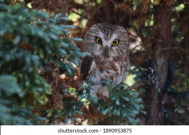 Owl Sitting On A Tree