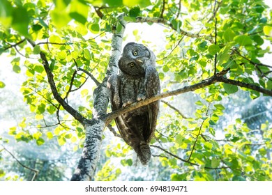 Owl Sitting In A Tree With Head Tilted.