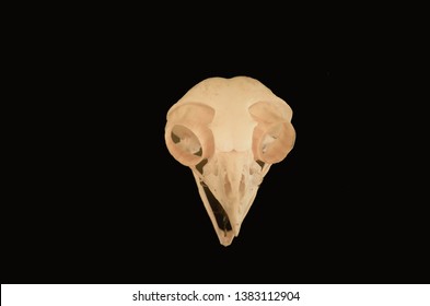 Owl Skull In San Diego California