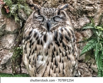 Owl Is Sleeping