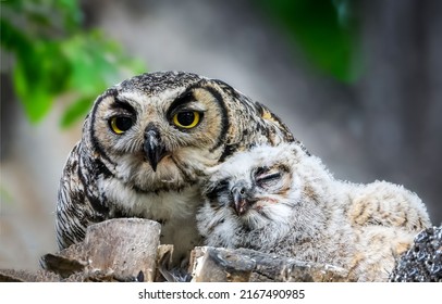 An owl with a sleeping little nestling owl. Owl with baby bird. Owl with nestling - Shutterstock ID 2167490985