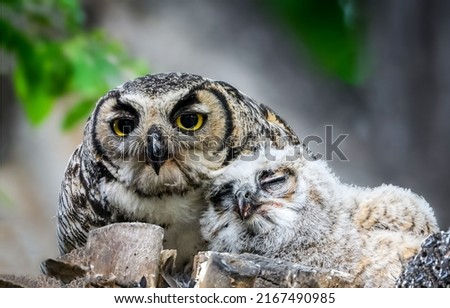An owl with a sleeping little nestling owl. Owl with baby bird. Owl with nestling