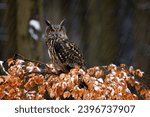 Owl in snowfall. Eurasian eagle owl, Bubo bubo, perched on beech branch in colorful autumn forest. Beautiful owl with big orange eyes. Wildlife nature. Wild predator. First snow in winter season.