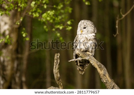 Owl in spring forest. Ural owl, Strix uralensis, perched on tree branch in forest. Beautiful grey owl in forest. Springtime in wildlife nature. Czech republic