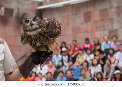 An Owl Standing on the trainer's hand in the bird show - Powered by Shutterstock