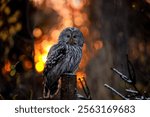 Owl at sunrise. Ural owl, Strix uralensis, perched on forest fence with orange sunrays on background. Beautiful grey owl observing surroundings. Bird of prey in natural habitat. Winter in wild nature.