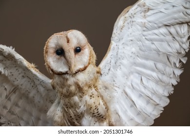 Owl Taxidermy Spread Wings White Beige Black Eyes 