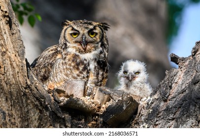 Owl together with a small owl in the wild. Owl with baby owl. Owl family photo