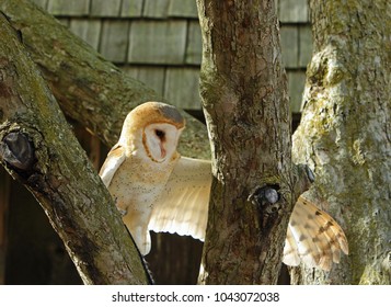 157 Barn owl in the woods Images, Stock Photos & Vectors | Shutterstock