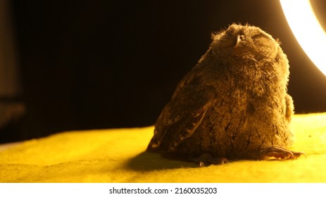 owl under the spot light yellow subfloor and shadow