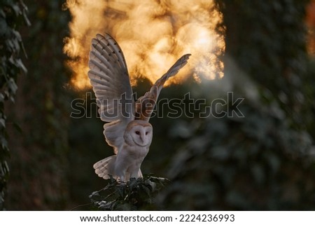 Owl - Urban wildlife. Magic bird Barn owl, Tyto alba, flying above stone fence in forest cemetery. Wildlife scene from nature. Animal behaviour in wood. Beautiful sunset in neture.