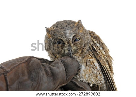 Similar – A young kestrel in the hands of its surrogate mother shortly after feeding