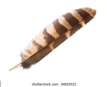 Owl Wing Feather Isolated.