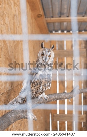 owl in wooden cage in animal shelter in lviv