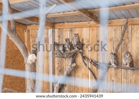 owl in wooden cage in animal shelter in lviv