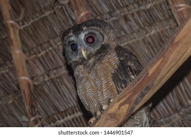 Owlet With Red And Blue Eyes Caused By Flash Of The Camera