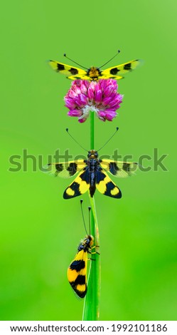 Owlfly Libelloides macaronius net-winged insect