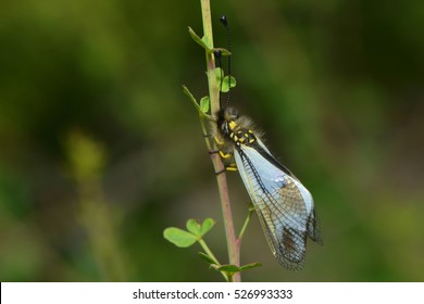 an owlfly sitting on a plant