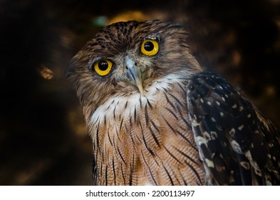 Owls Are Birds From The Order Strigiformes