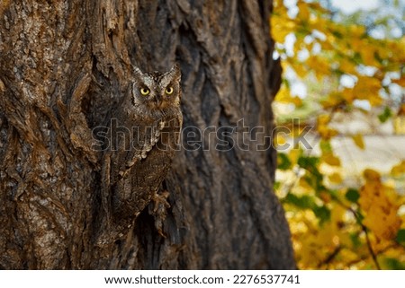 Owl's camouflage. European scops owl, Otus scops, masked on tree cortex in autumn forest. Small owl peeks out from trunk showing yellow eyes. Bird also known as Eurasian scops owl. Wildlife scene.