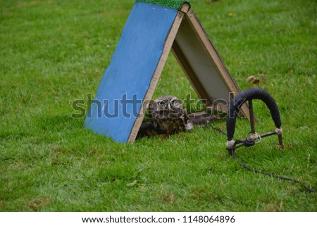 Similar – Image, Stock Photo Children’s feet and bottoms peek out of a gap in the tent