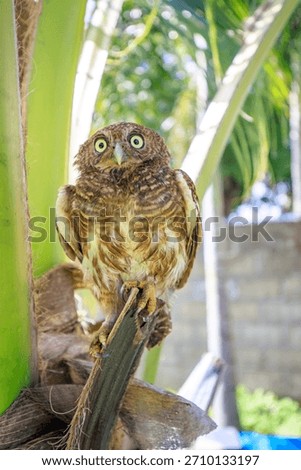 Owls are cute and harmless animals.