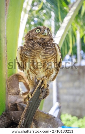 Owls are cute and harmless animals.