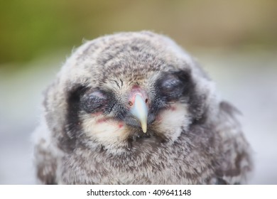 Owls Do Not Like Daylight (physiology Of Sleep). Nestling Northern Hawk Owl (Surnia Ulula) With Closed Eyes (long Eyelashes)