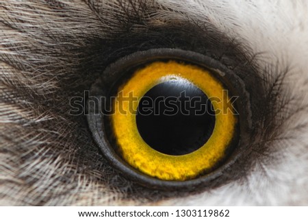 Owl's eye close-up, macro photo, Eye of the Short-eared Owl, Asio flammeus.