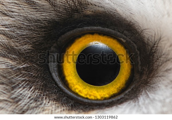 Owl\'s eye close-up, macro photo, Eye of the\
Short-eared Owl, Asio\
flammeus.