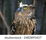 The owl