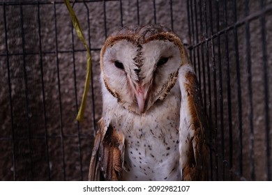 Owls Are A Group Of Birds Belonging To The Order Strigiformes.