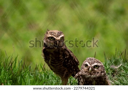 Similar – Image, Stock Photo Funny Burrowing owl Athene cunicularia