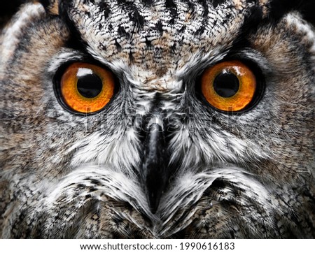 Owls Portrait. owl eyes. Portrait of a bird