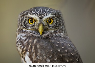 Owls - Pygmy Owl (Glaucidium Passerinum)