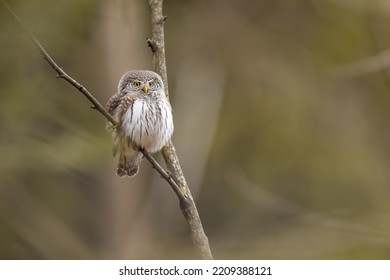 Owls - Pygmy Owl (Glaucidium Passerinum)