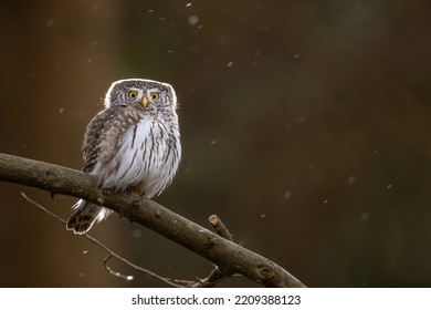 Owls - Pygmy Owl (Glaucidium Passerinum)