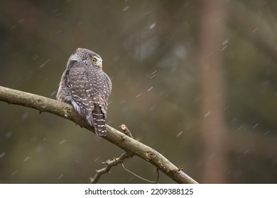 Owls - Pygmy Owl (Glaucidium Passerinum)