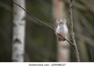 Owls - Pygmy Owl (Glaucidium Passerinum)