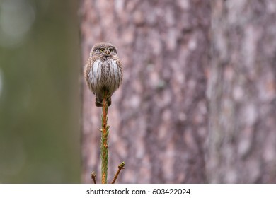 Owls - Pygmy Owl (Glaucidium Passerinum)