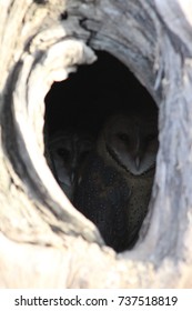 Owls in a Tree